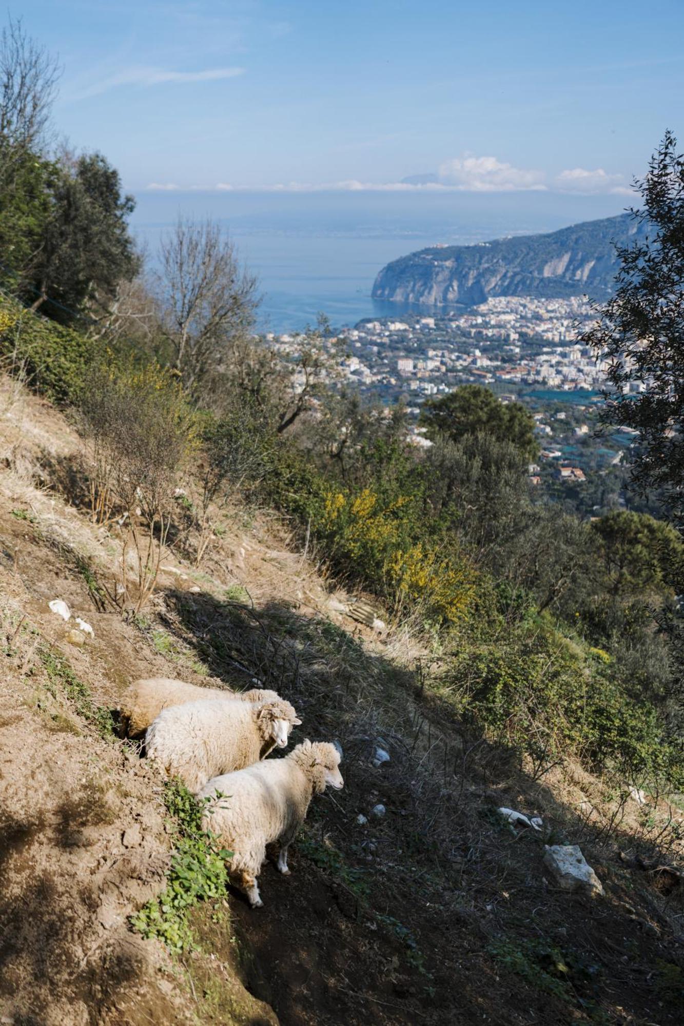 סן אנג'לו Agriturismo Nonno Antonino מראה חיצוני תמונה